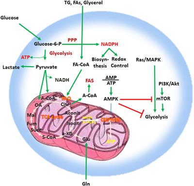 Targeting T Cell Metabolism for Improvement of Cancer Immunotherapy